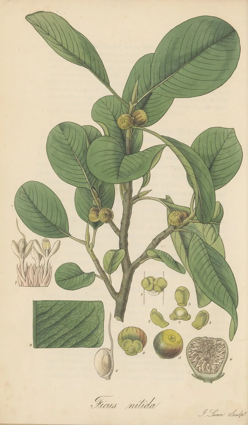 Ficus Nitida Wall Art by William Jackson Hooker - High-Resolution Digital Print