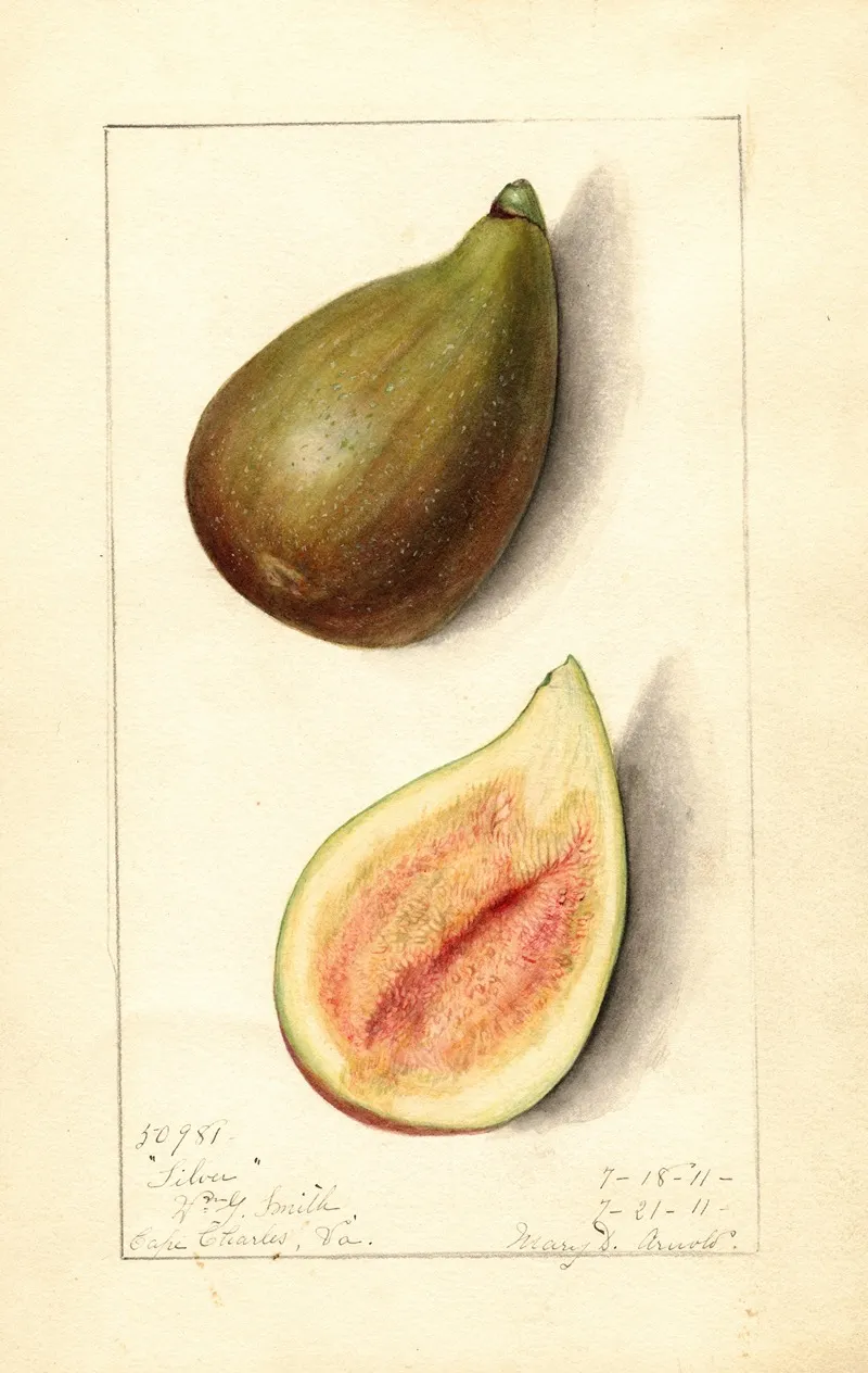 Ficus Silver Wall Art by Mary Daisy Arnold - High-Resolution Digital Print