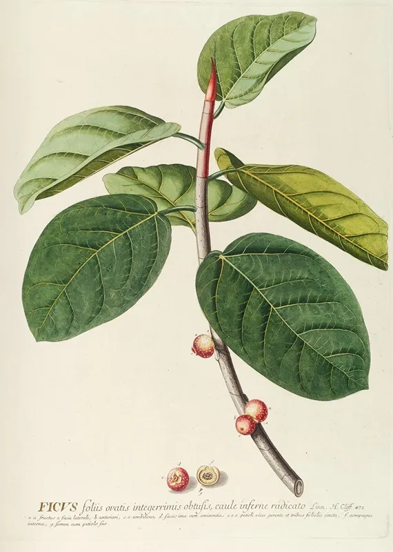 Ficus Wall Art by Georg Dionysius Ehret - High-Resolution Digital Print