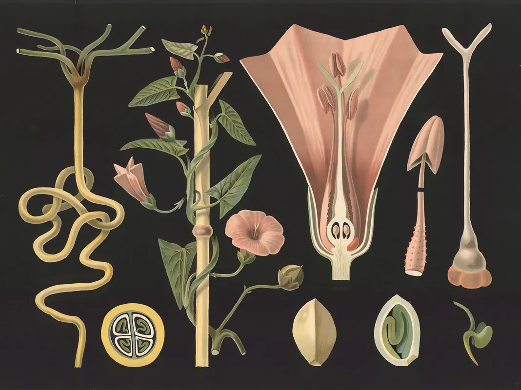 Field Bindweed Convolvulus Arvensis Wall Art by Gottlieb von Koch - High-Resolution Digital Print