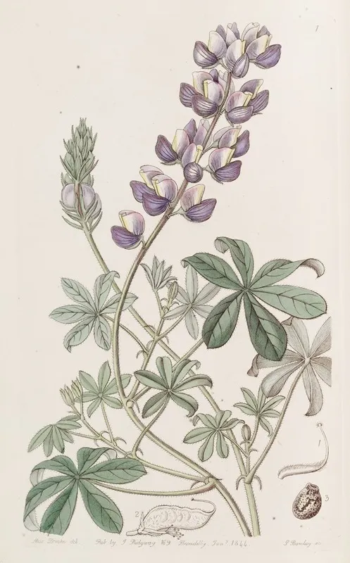 Field Peruvian Lupine Wall Art by Sydenham Edwards - High-Resolution Digital Print