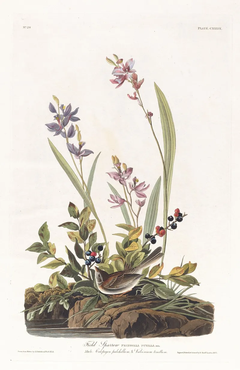 Field Sparrow Wall Art by John James Audubon - High-Resolution Digital Print