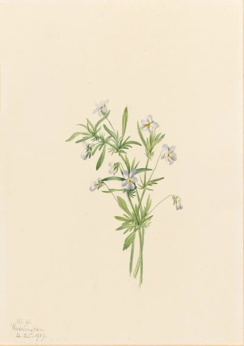 Field Violet Viola Rafinesquii 2