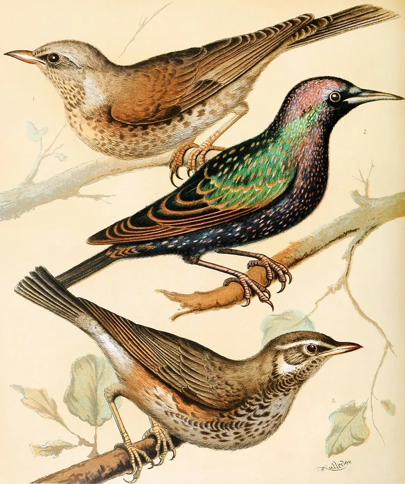 Fieldfare Starling Redwing Wall Art by W. A . Blakston - High-Resolution Digital Print