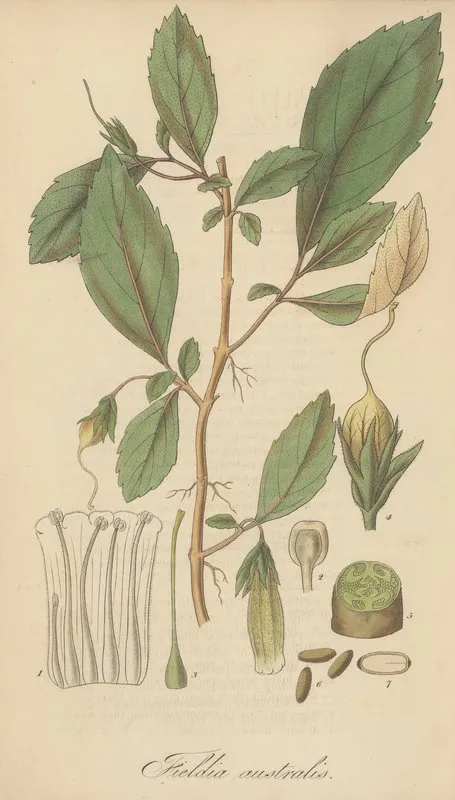 Fieldia Australis Wall Art by William Jackson Hooker - High-Resolution Digital Print