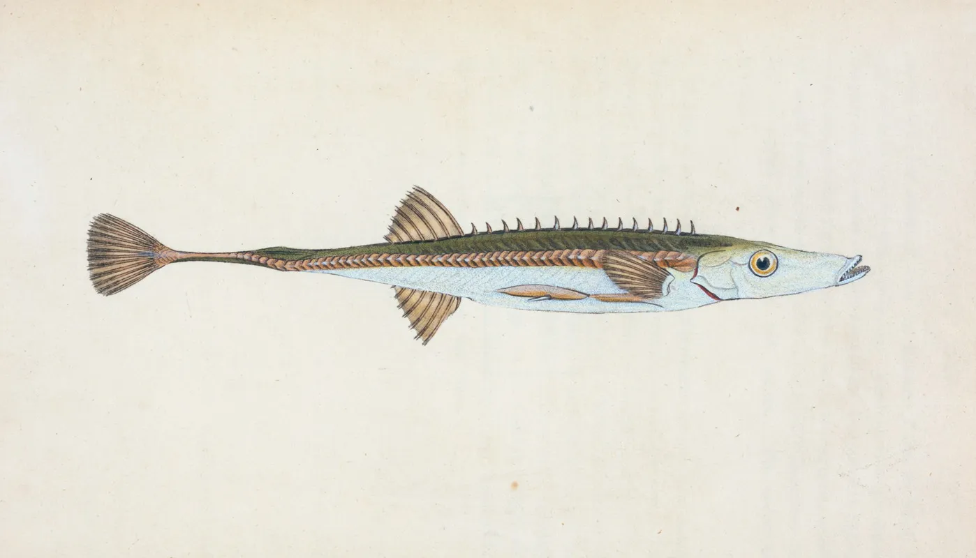 Fifteen Spined Stickleback Gasterosteus Spinachia Wall Art by Edward Donovan - High-Resolution Digital Print