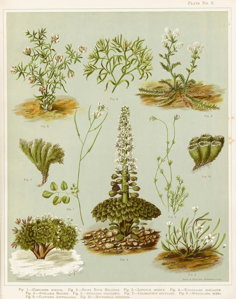 Fig 1 Cardamine Hirsuta Fig 2 Braya Novae Zelandie Fig 3 Lepidium Incisum Fig 4 Notothalspi Rosulatum Plate 6 Wall Art by Sarah Featon - High-Resolution Digital Print