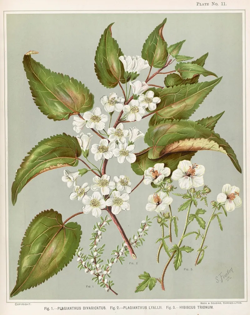 Fig 1 Plagianthus Divaricatus Fig 2 Plagianthus Lyallii Fig 3 Hibiscustrionum Plate 11 Wall Art by Sarah Featon - High-Resolution Digital Print