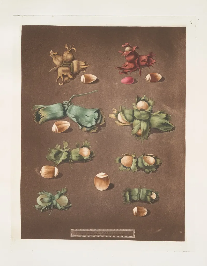 Filberts And Nuts Scarlet White Barcelona English Cob And Brown Hazle Wall Art by George Brookshaw - High-Resolution Digital Print