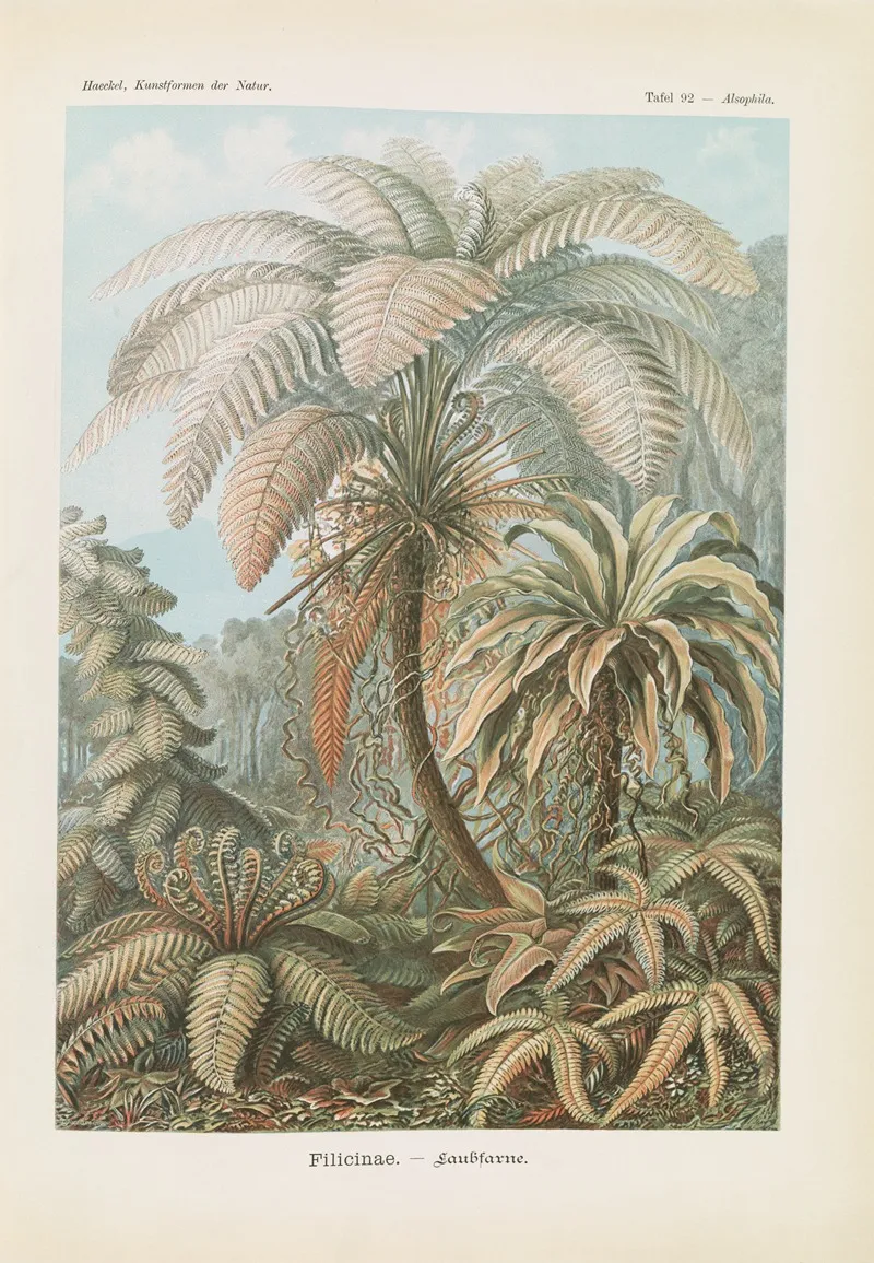 Filicinae Laubfarne 2 Wall Art by Ernst Haeckel - High-Resolution Digital Print