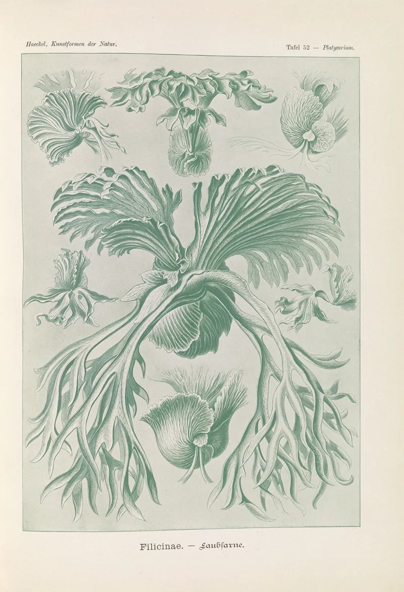 Filicinae Laubfarne Wall Art by Ernst Haeckel - High-Resolution Digital Print