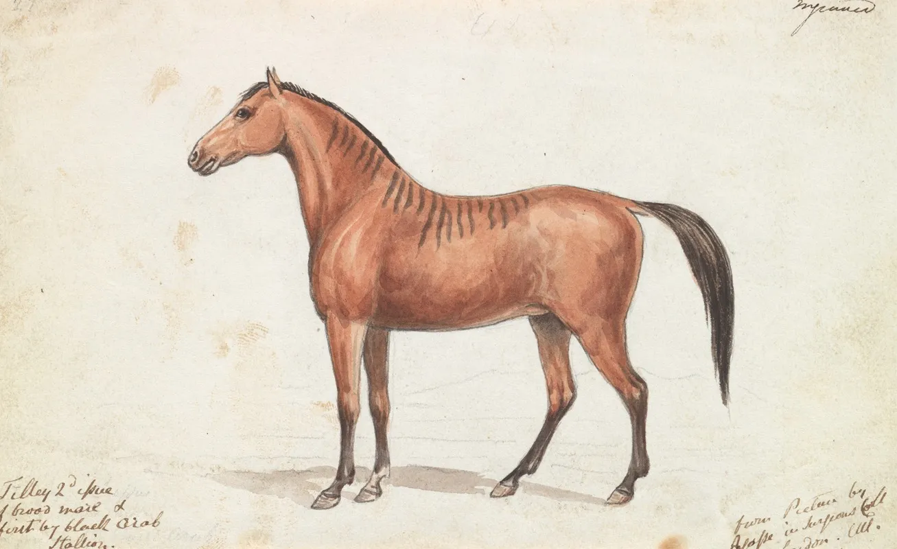 Filley Bearing Marks Of Quagga