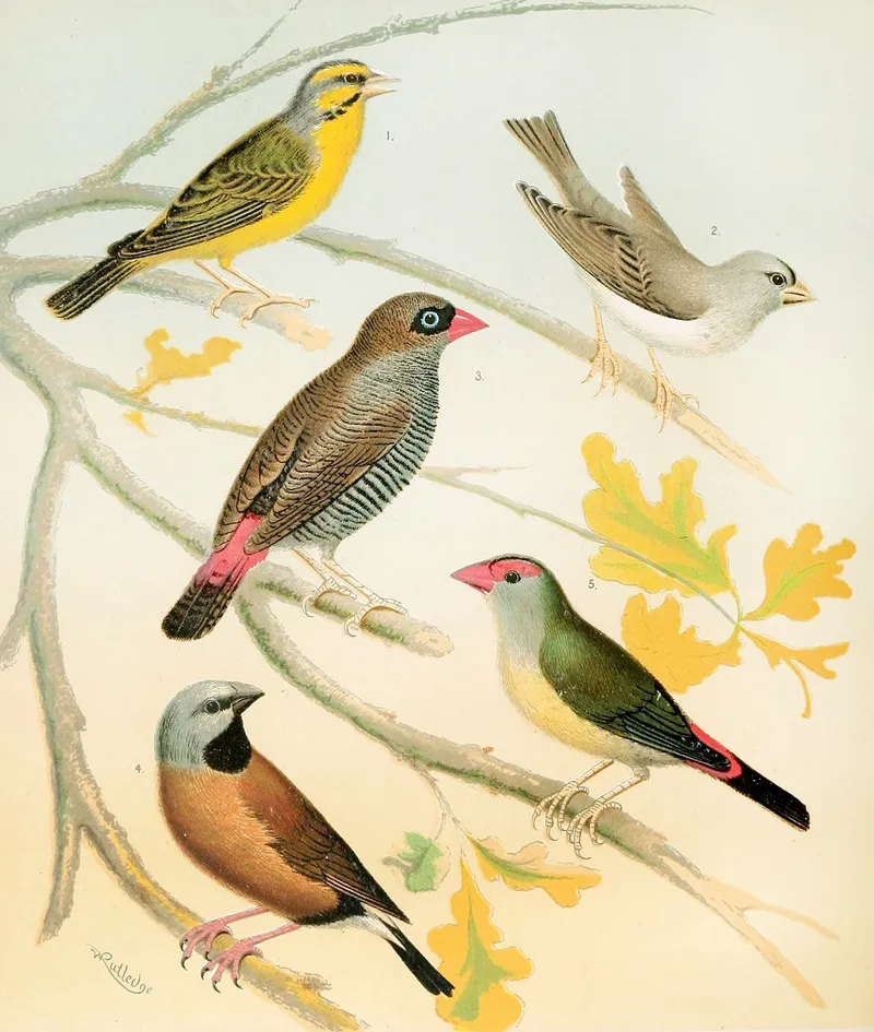 Finches And Australian Waxbill Wall Art by W. A . Blakston - High-Resolution Digital Print