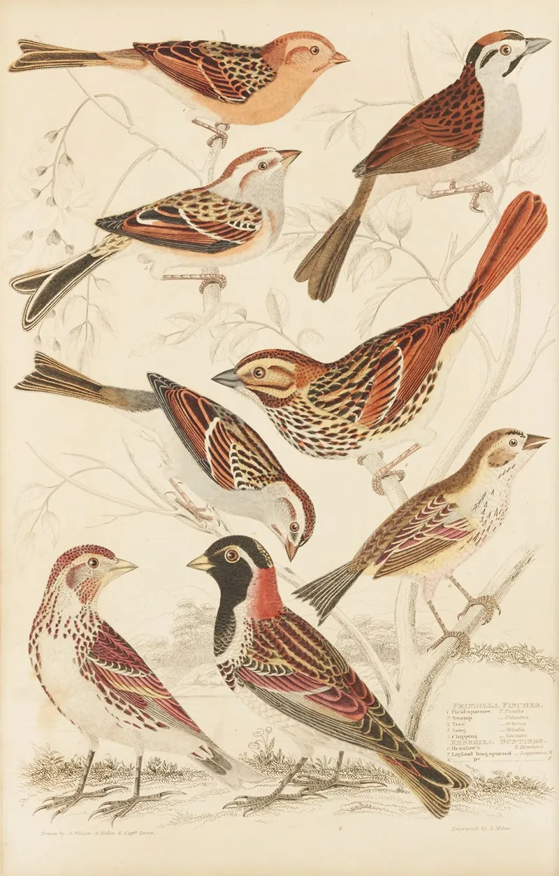 Finches Wall Art by William MacGillivray - High-Resolution Digital Print