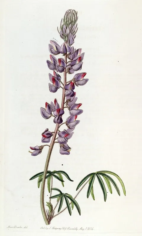 Fine Leaved Lupin Wall Art by Sydenham Edwards - High-Resolution Digital Print