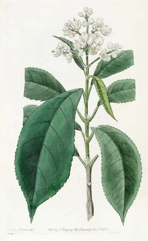 Fine Toothed Palebloom Wall Art by Sydenham Edwards - High-Resolution Digital Print