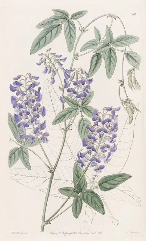Finger Leaved Hardenbergia Wall Art by Sydenham Edwards - High-Resolution Digital Print