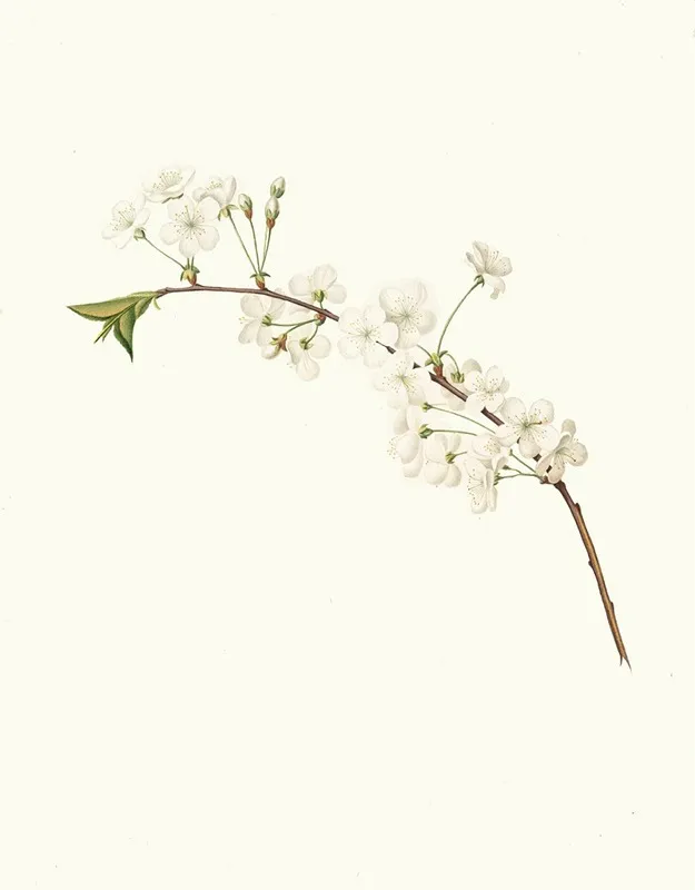 Fiore Di Ciliegio Visciolino O Amareno Amarena Cherry Flower Wall Art by Giorgio Gallesio - High-Resolution Digital Print