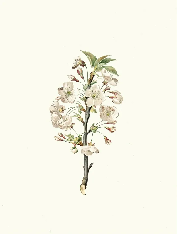 Fiore Di Giliegio Visciolo Pear Tree Flowers Wall Art by Giorgio Gallesio - High-Resolution Digital Print
