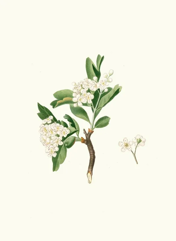 Fiore Di Lazzerolo Hawthorn Flower Wall Art by Giorgio Gallesio - High-Resolution Digital Print