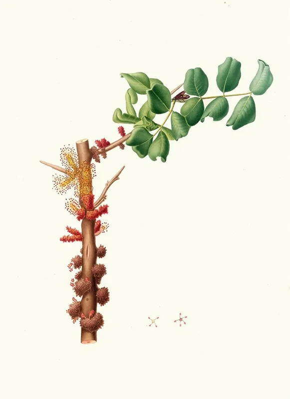 Fiore Maschio Di Carobbo Carob Flower Wall Art by Giorgio Gallesio - High-Resolution Digital Print