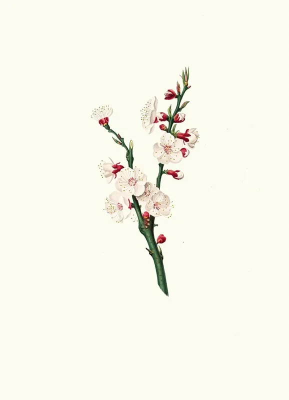 Fiori Di Albicocco Apricot Flower Wall Art by Giorgio Gallesio - High-Resolution Digital Print