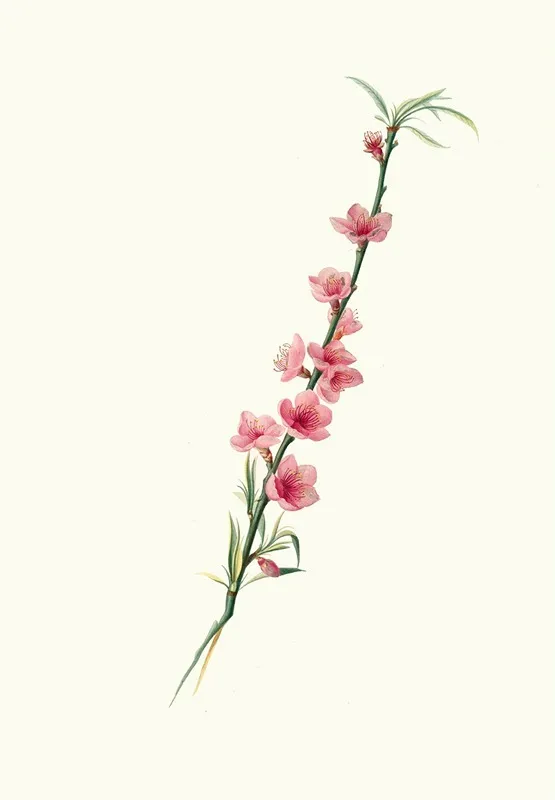 Fiori Di Pesco Magni Petali A Corolla Porporina Wall Art by Giorgio Gallesio - High-Resolution Digital Print