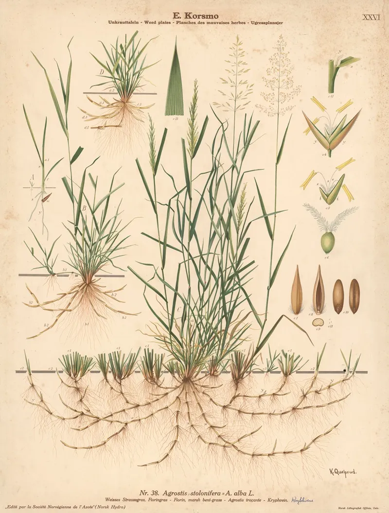Fiorin Marsh Bent Grass Wall Art by Knut Quelprud - High-Resolution Digital Print