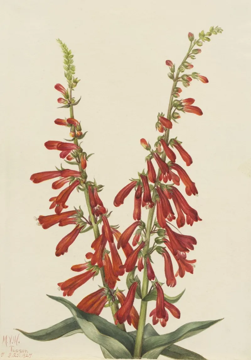 Fire Pentstemon Pentstemon Eatonii 2