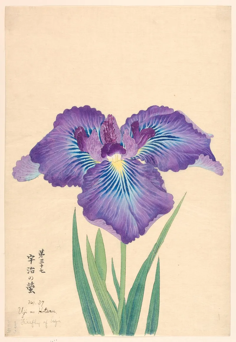 Firefly Of Ugi Uji No Hotaru