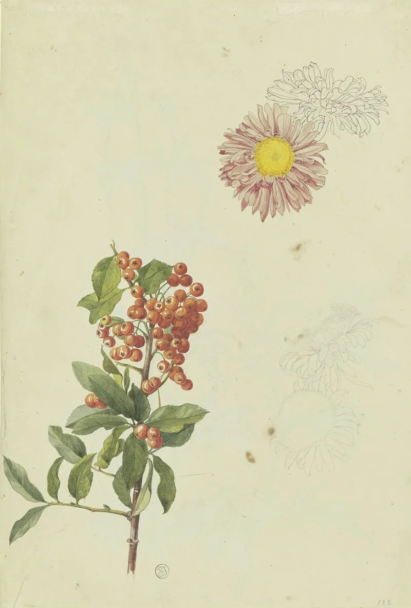 Firethorn And Chrysanthemum