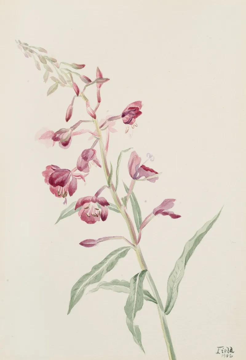 Fireweed Epilobium Angustifolium 3
