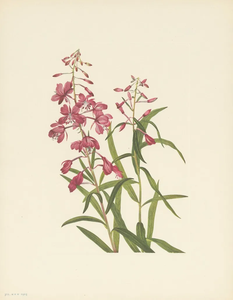Fireweed Epilobium Angustifolium 4