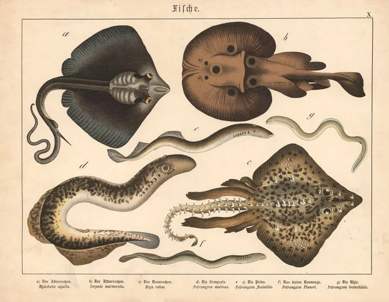 Fische A Der Adlerrochen B Der Zitterrochen C Der Dornrochen D Die Lamprete E Die Prike Wall Art by Gotthilf Heinrich von Schubert - High-Resolution Digital Print
