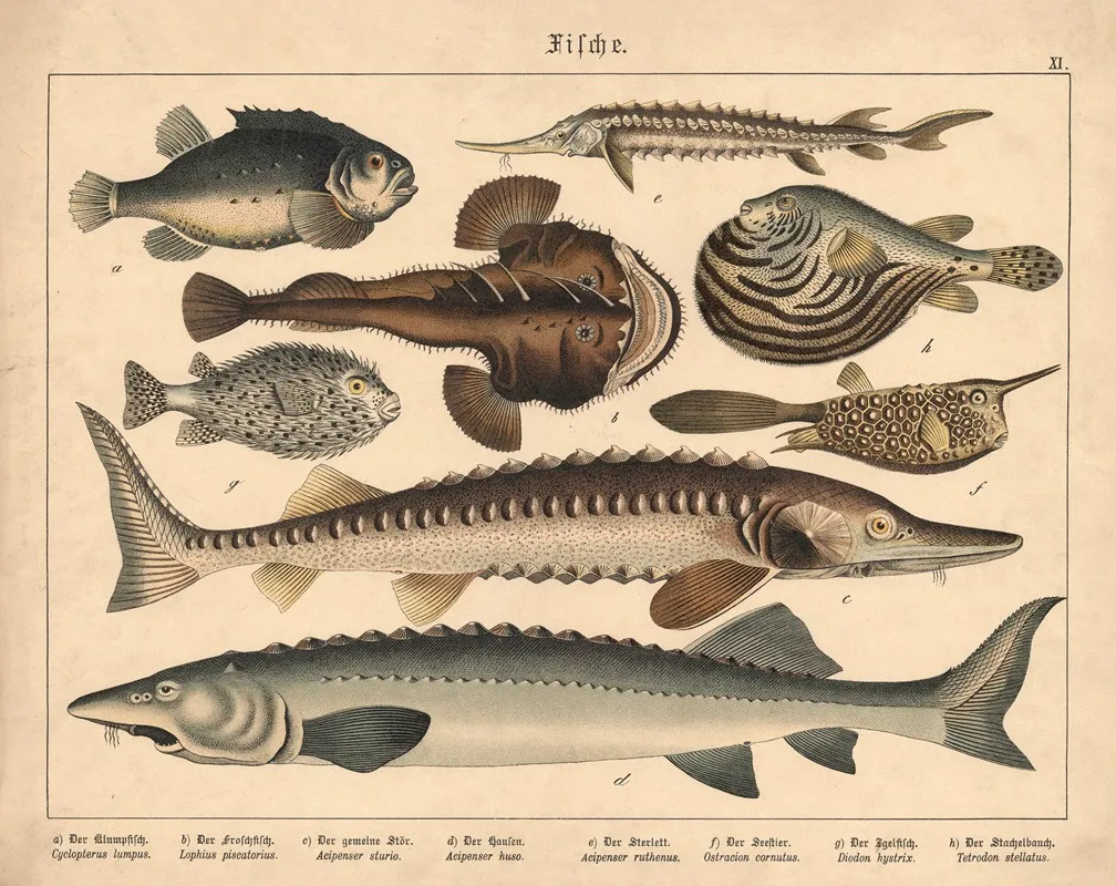 Fische A Der Klumpfisch B Der Froschfisch C Der Gemeine Stor D Der Hausen E Der Sterlett Wall Art by Gotthilf Heinrich von Schubert - High-Resolution Digital Print