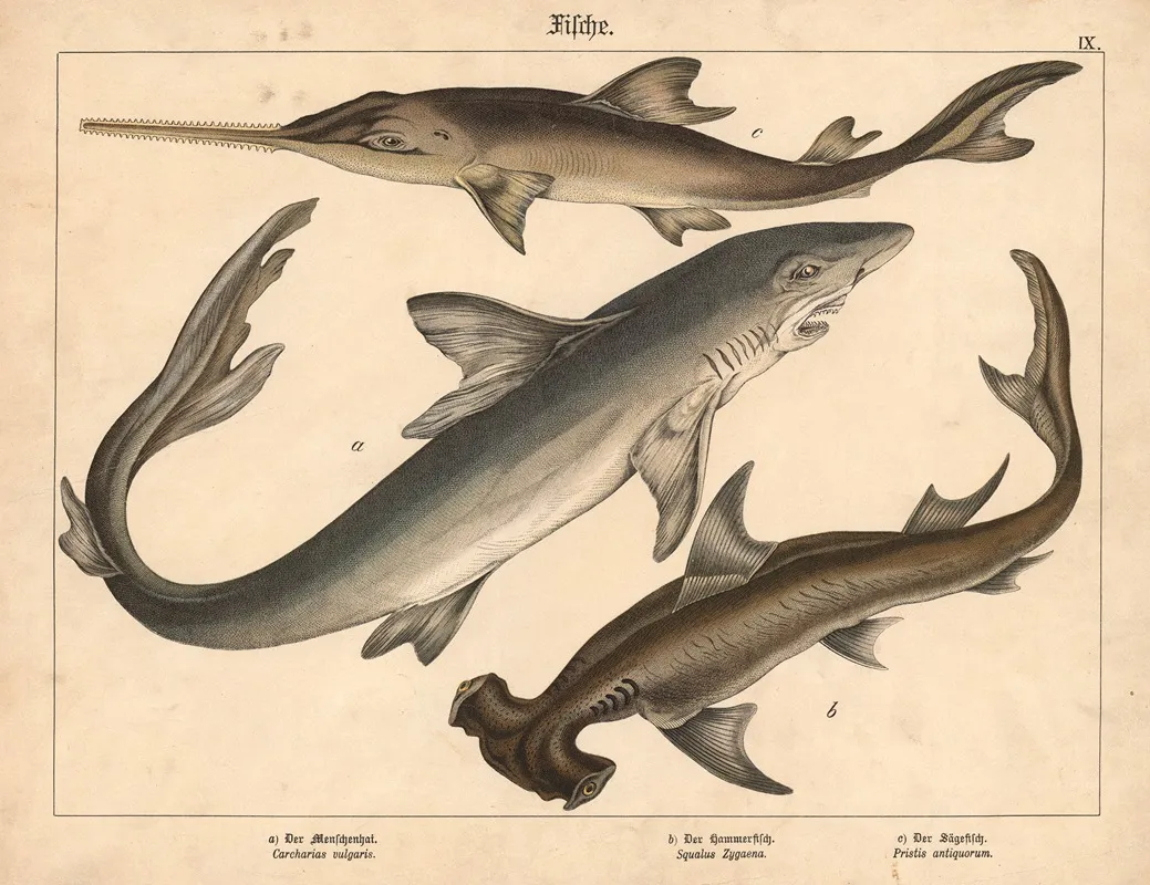 Fische A Der Menschenhai B Der Hammerfisch C Der Sagefisch Wall Art by Gotthilf Heinrich von Schubert - High-Resolution Digital Print