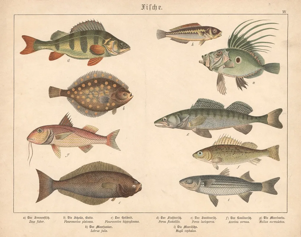 Fische A Der Sonnenfisch B Die Scholle Butte C Der Heilbutt D Der Flussbarsch E Der Sandbarsch Wall Art by Gotthilf Heinrich von Schubert - High-Resolution Digital Print
