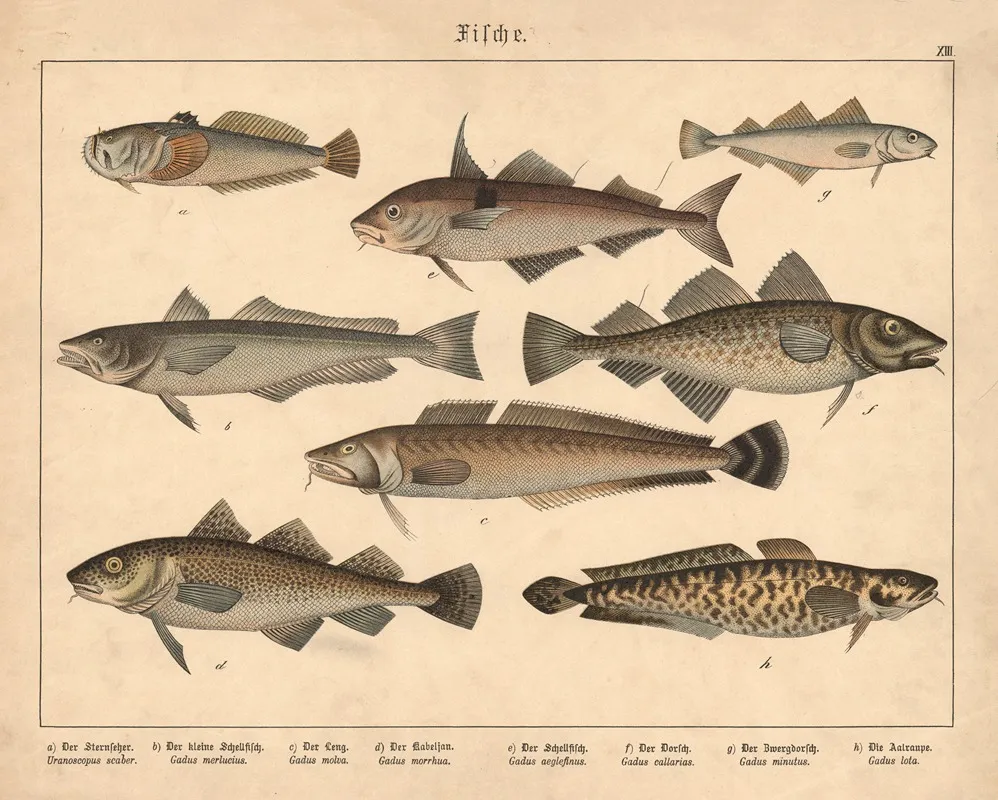 Fische A Der Sternseher B Der Kleine Schellfisch C Der Leng D Der Kabeljau E Der Schellfisch F Der Dorsch Wall Art by Gotthilf Heinrich von Schubert - High-Resolution Digital Print