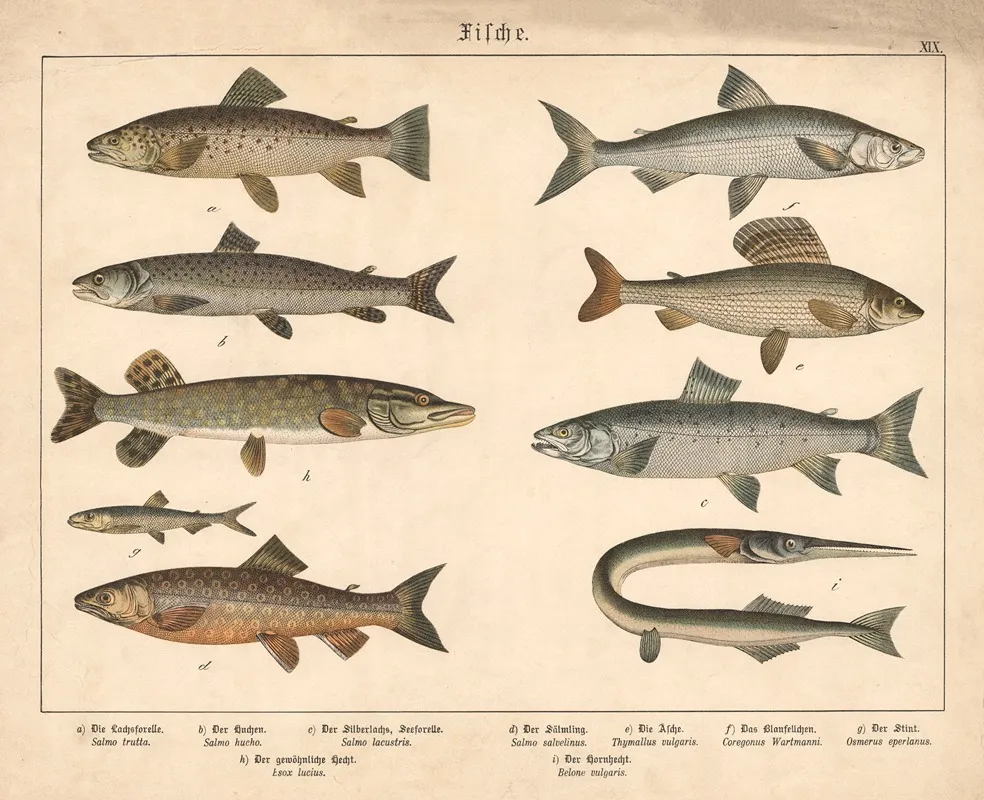 Fische A Die Lachsforelle B Der Huchen C Der Silberlachs Seeforelle Wall Art by Gotthilf Heinrich von Schubert - High-Resolution Digital Print