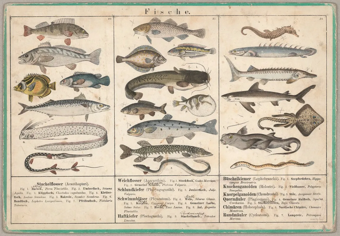 Fische
