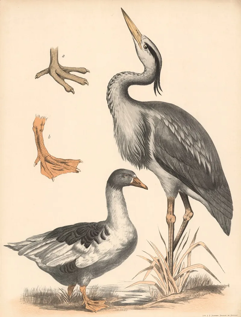 Fischreiher Ardea Cinerea Gans Anser A Watfuss Und B Schwimmfuss Vergrssert Wall Art by Franz Engleder - High-Resolution Digital Print