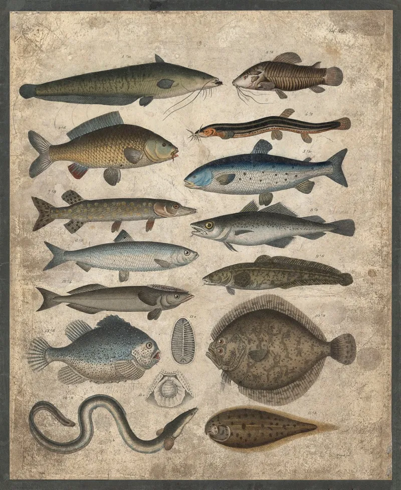 Fish 10 Wall Art by B. Wienker - High-Resolution Digital Print