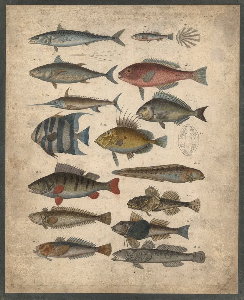 Fish 11 Wall Art by B. Wienker - High-Resolution Digital Print