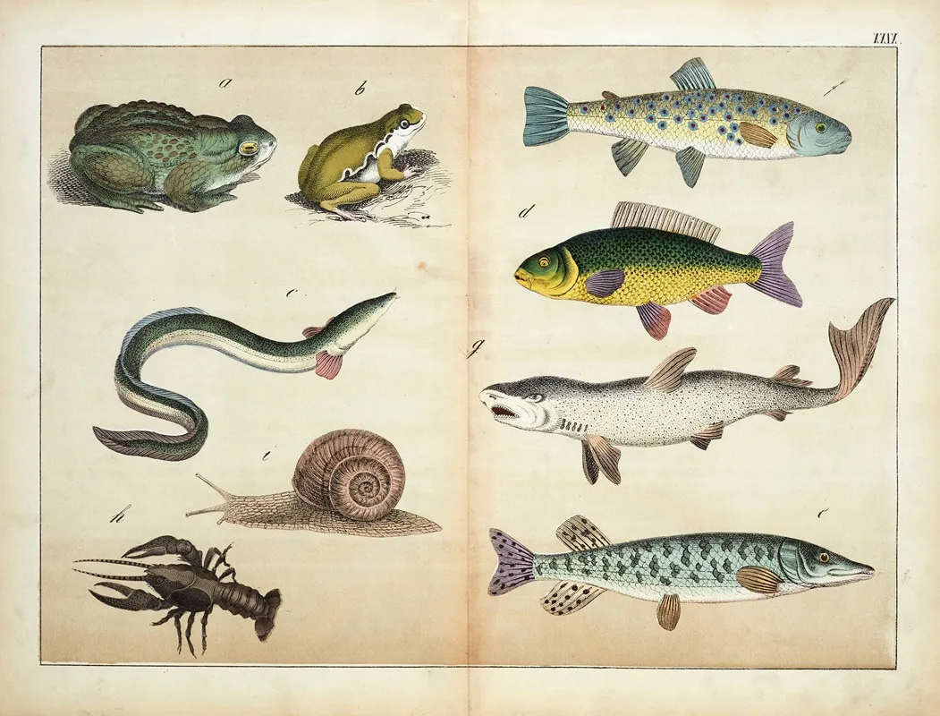 Fish And Amphibians Wall Art by D. Englert - High-Resolution Digital Print