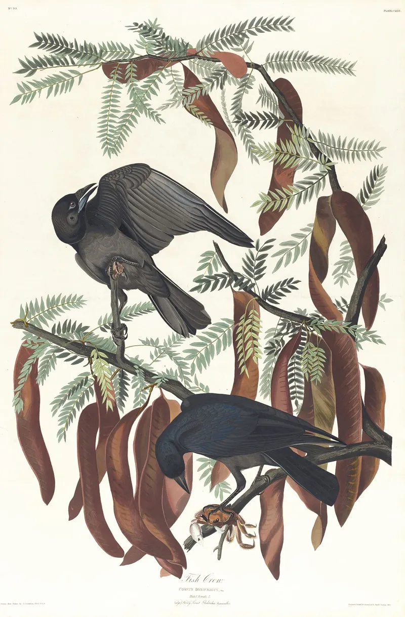 Fish Crow Wall Art by John James Audubon - High-Resolution Digital Print