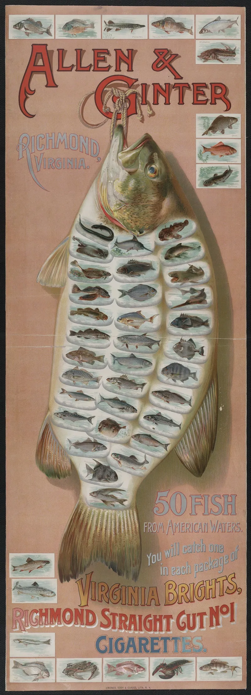 Fish From American Waters Wall Art by Allen &amp; Ginter - High-Resolution Digital Print