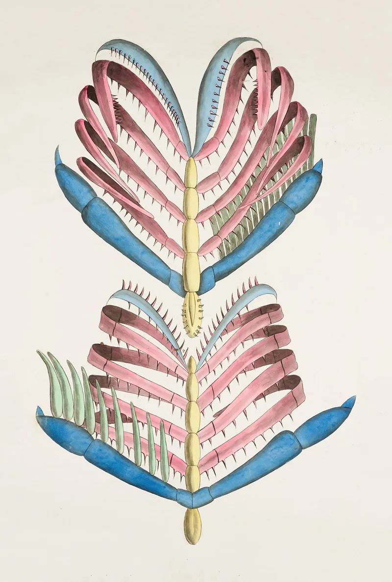 Fish Gill Arches Above Dorsal View Below Ventral View