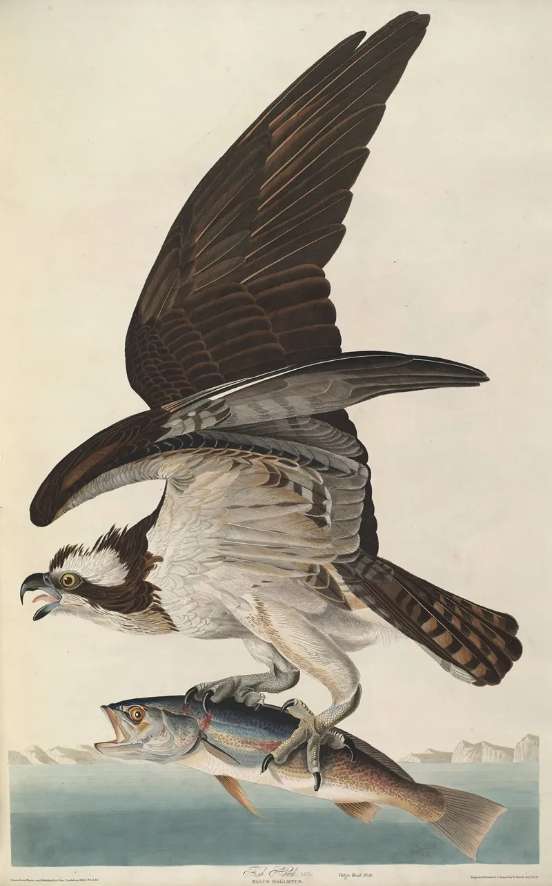 Fish Hawk Wall Art by John James Audubon - High-Resolution Digital Print
