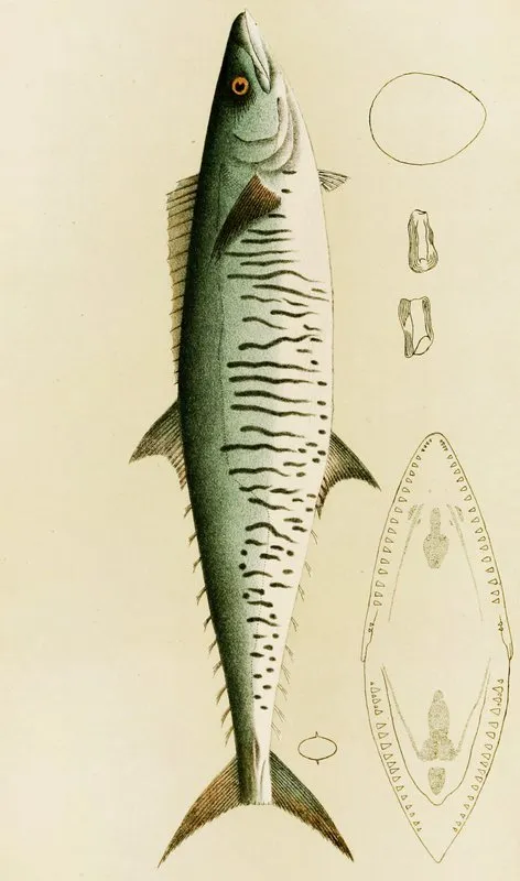 Fishes I Wall Art by Frederick McCoy - High-Resolution Digital Print