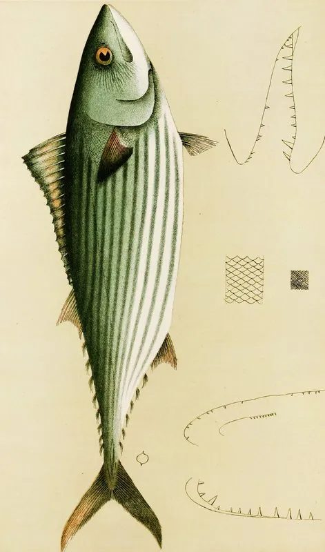 Fishes Ii Wall Art by Frederick McCoy - High-Resolution Digital Print